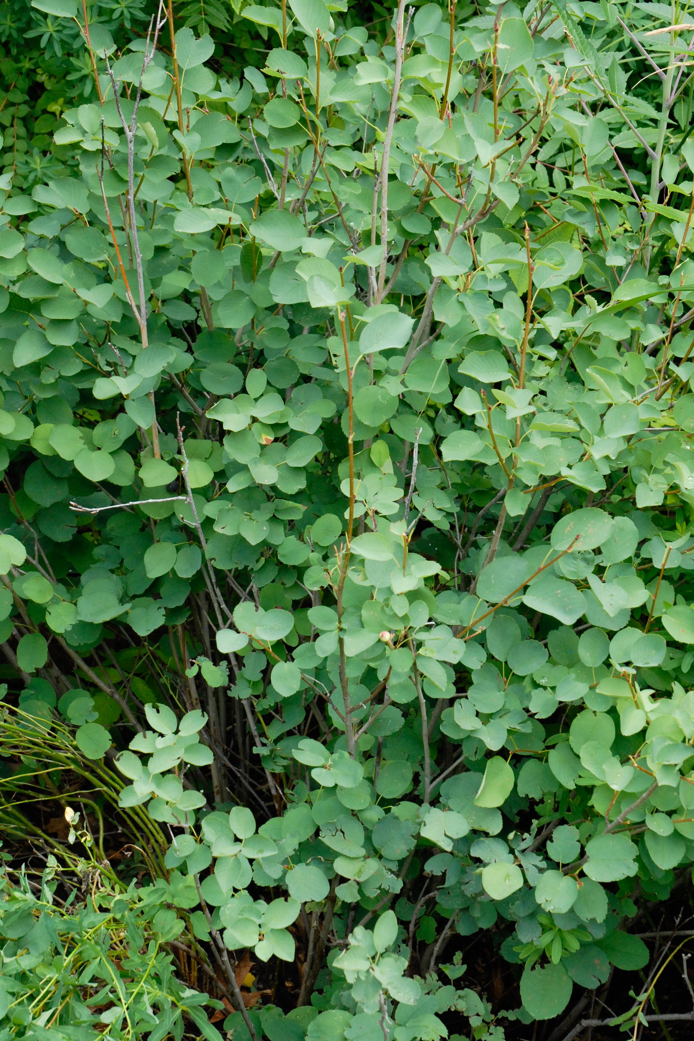 Saskatoon Serviceberry